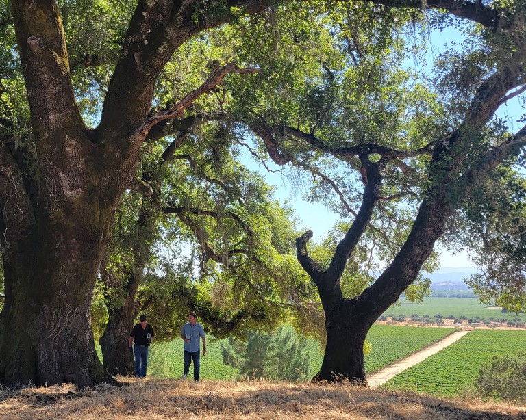 Vineyard Hike & Picnic