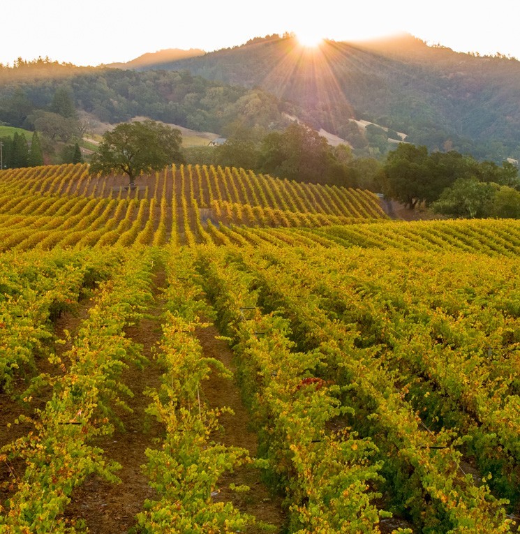 Vineyard Experience