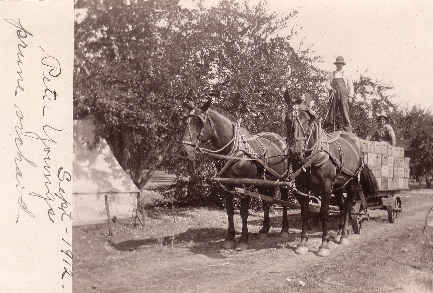 Horses helping with harvest in 1912