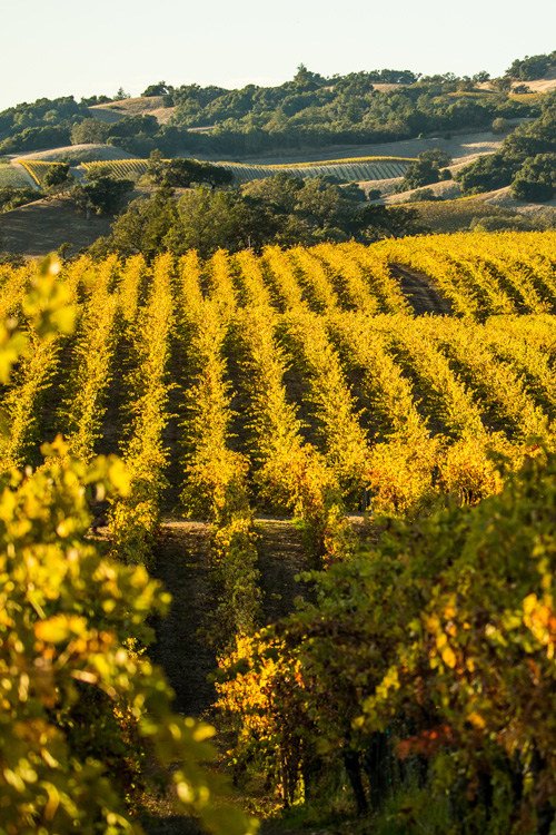 Robert Young Vineyard aerial photo