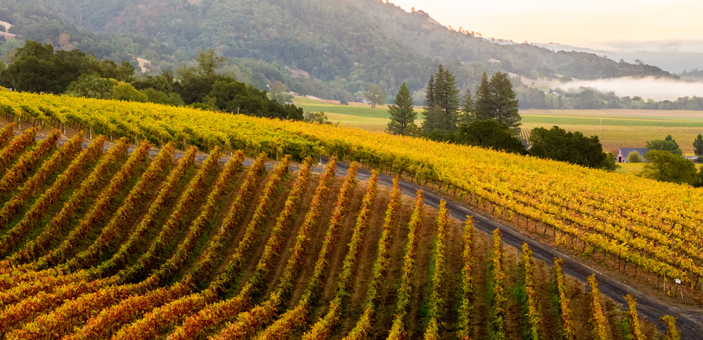 Robert Young Vineyard aerial photo