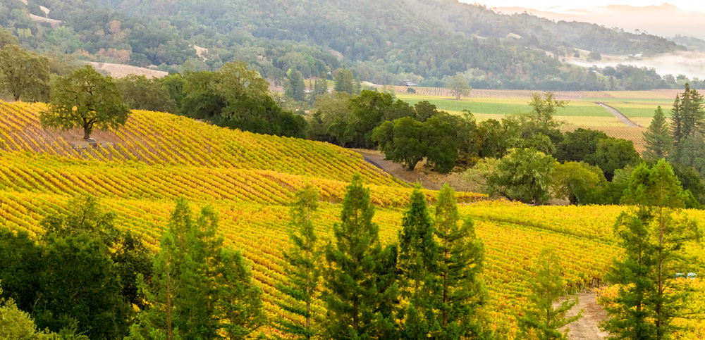 Robert Young Vineyard aerial photo
