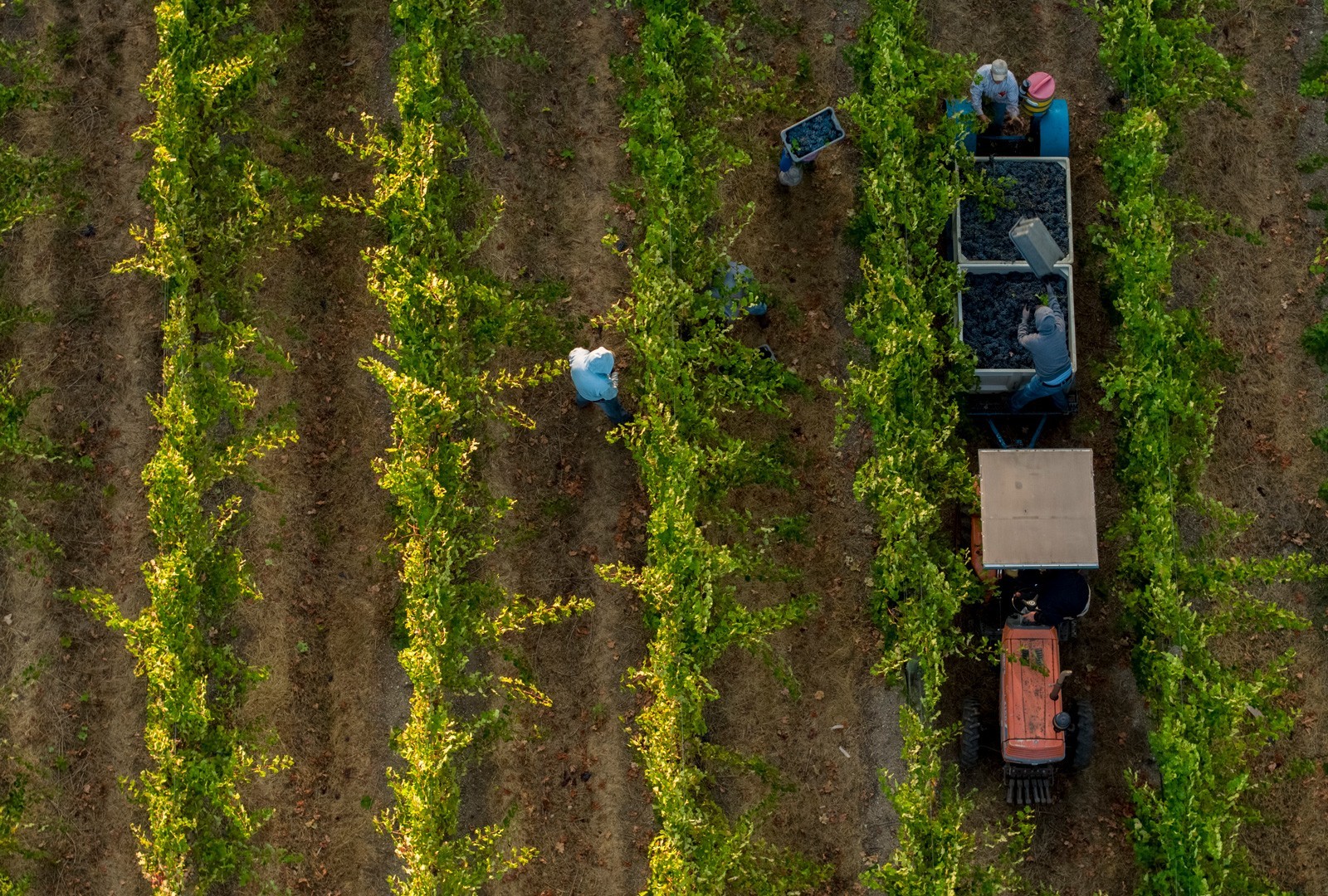 Dirt To Bottle: Vineyard, Cellar, & Lunch