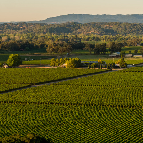 Robert Young Vineyard aerial photo