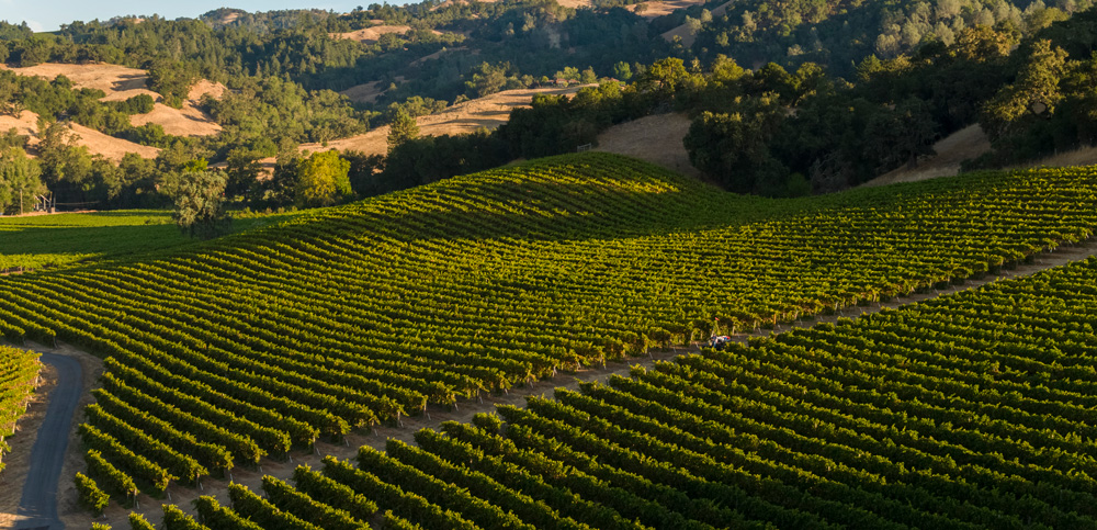 Robert Young Vineyard aerial photo