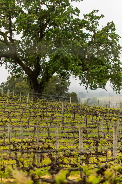 Robert Young Vineyard aerial photo