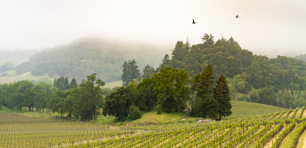 Robert Young Vineyard aerial photo