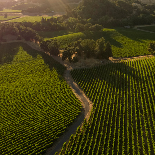 Robert Young Vineyard aerial photo at susnset