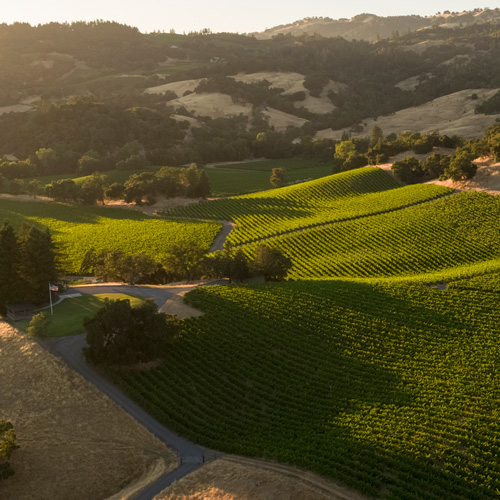 Robert Young Vineyard aerial photo