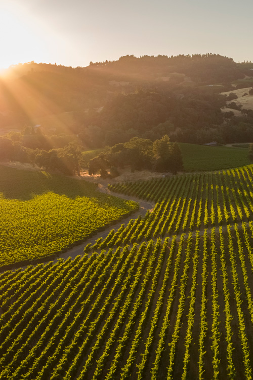 Robert Young Vineyard aerial photo