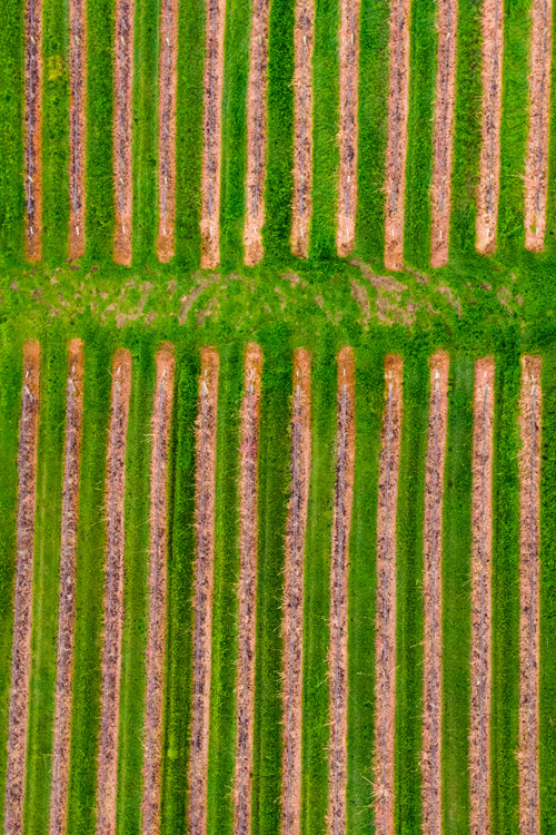 Robert Young Vineyard aerial photo