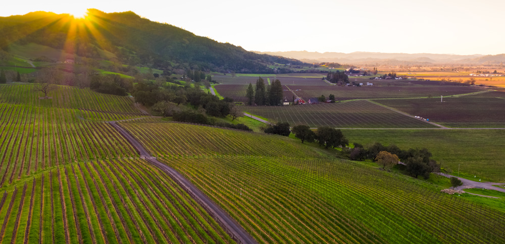Robert Young Vineyard aerial photo