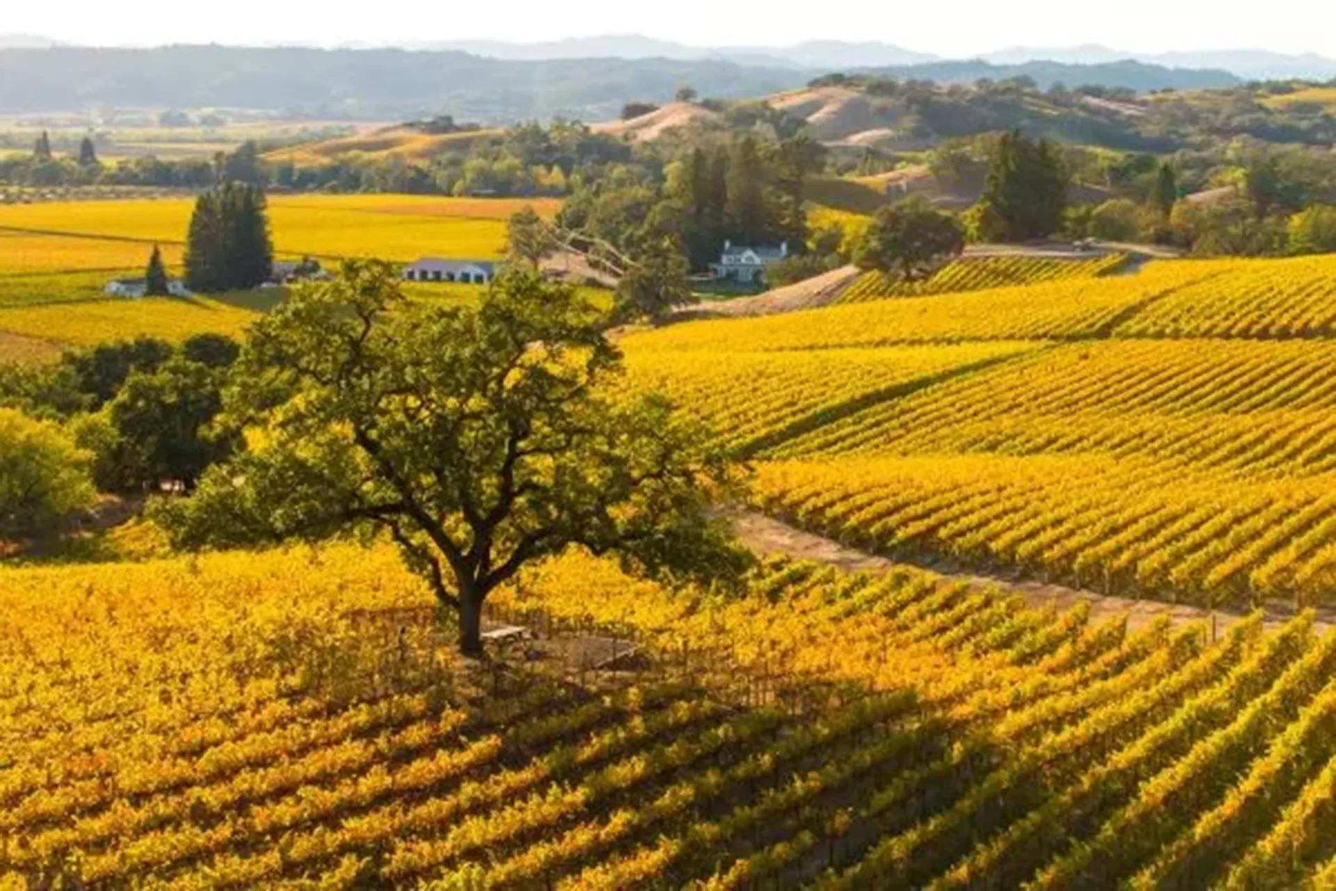 Robert Young Vineyard aerial shot at sunset